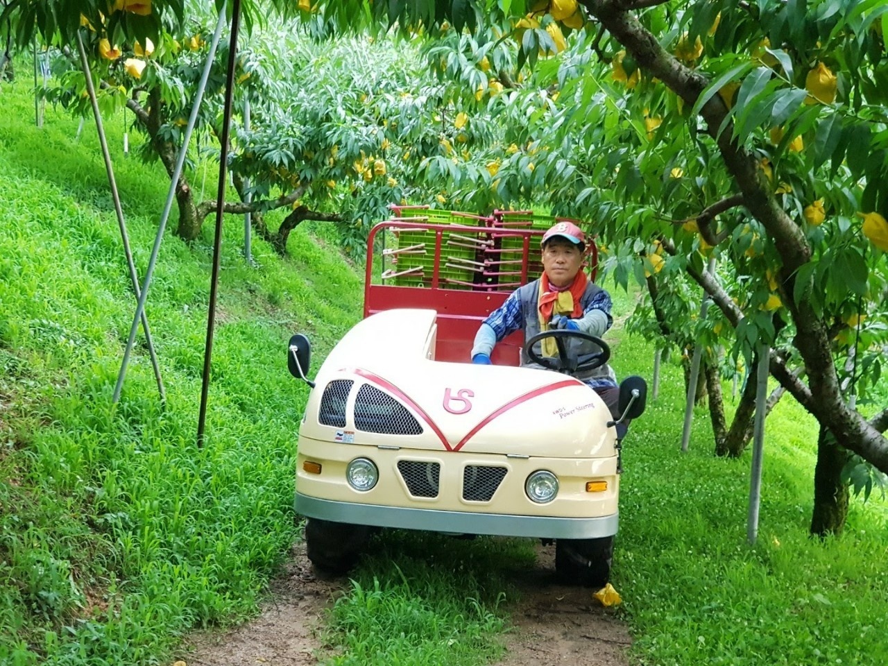 양문교 세종조치원복숭아연합회장이 복숭아 농장을 관리하고 있는 모습. 세종조치원복숭아연합회 제공