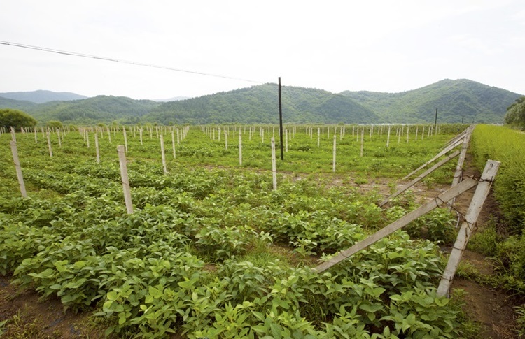 포도밭으로 변한 통화현 합니하 신흥무관학교 터 추정지. 현재 행정구역은 길림성 통화현 광화진 광화촌 제7 촌민소조이다. 자료=독립기념관