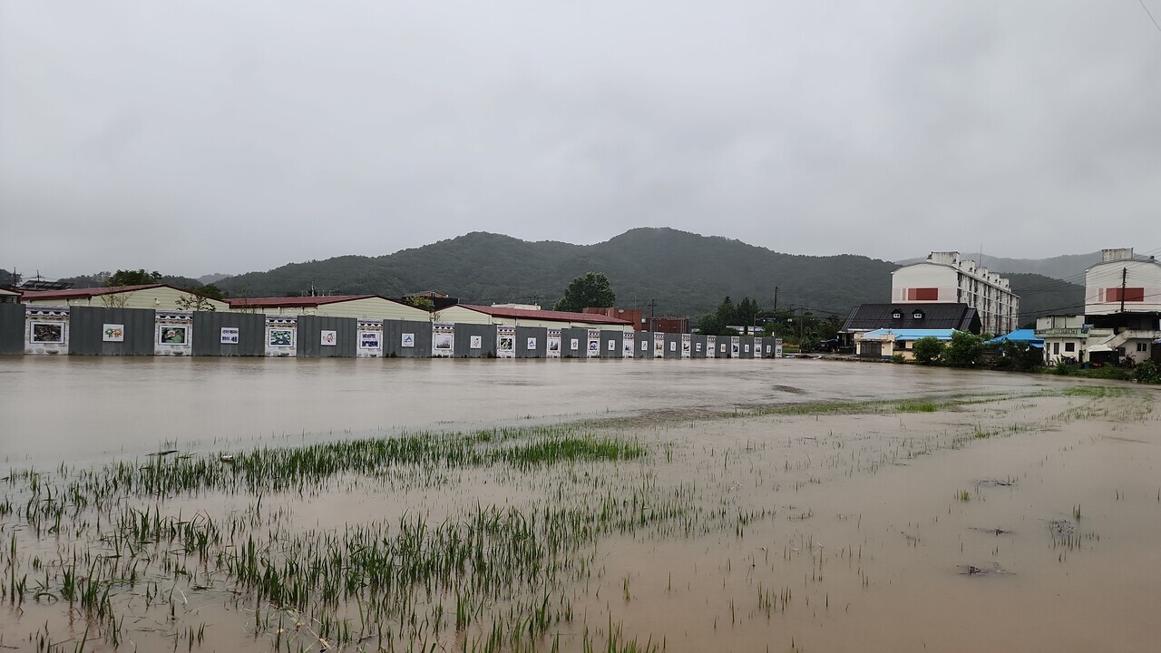 전동면 노장리 농경지가 침수된 모습. 독자 제공