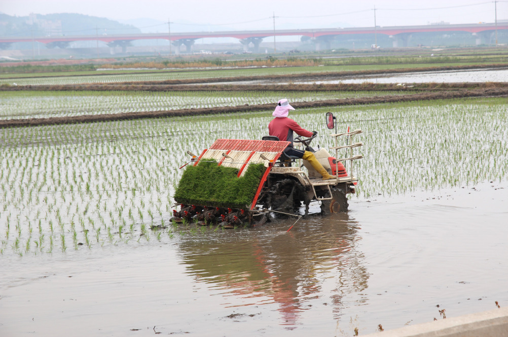 모내기. 보령시 제공