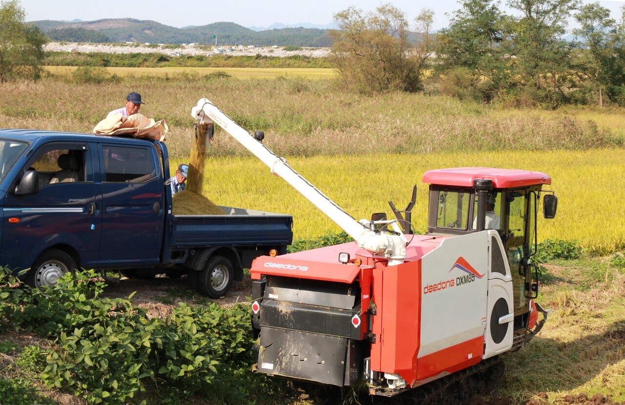 추수. 보령시 제공