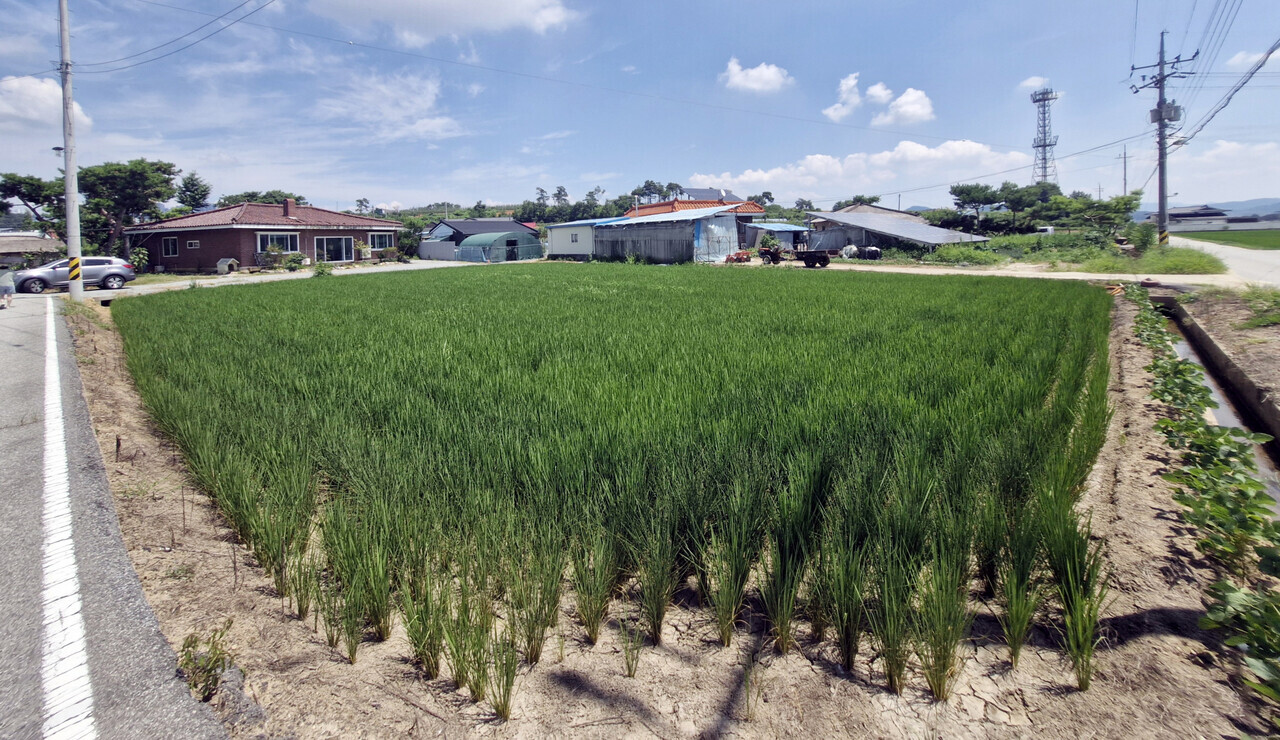유자명이 태어난 충북 충주시 대소원면 영평리 404-4번지는 현재 논으로 변해 있다. 김재근 선임기자